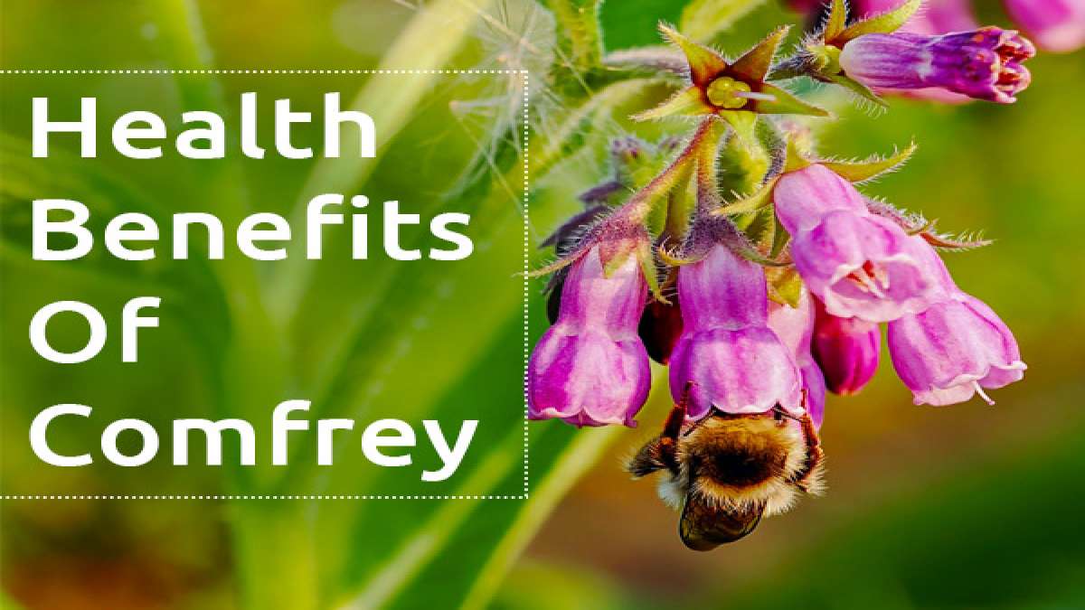 Comfrey Health Benefits, Side Effects, Prevention And Drug Interaction