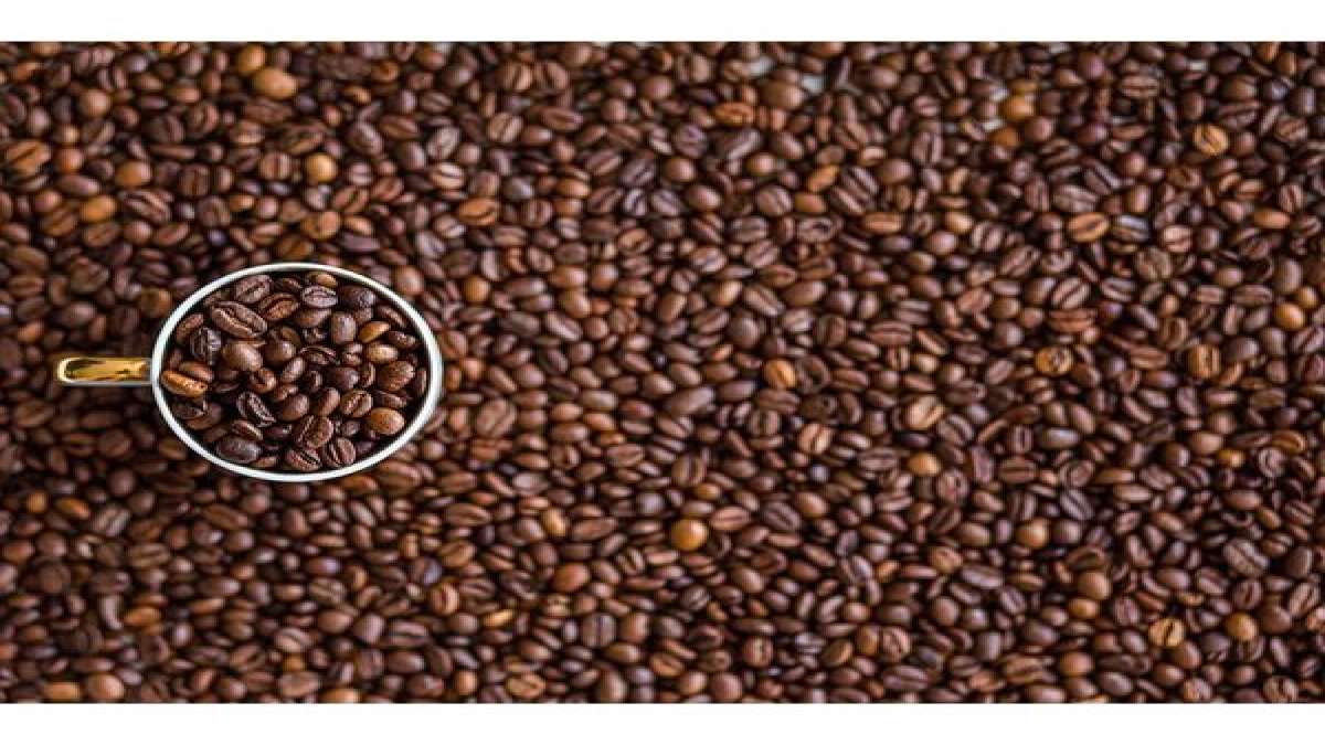 Are Coffee Beans Safe For Consumption? Sciencebacked Health Benefits