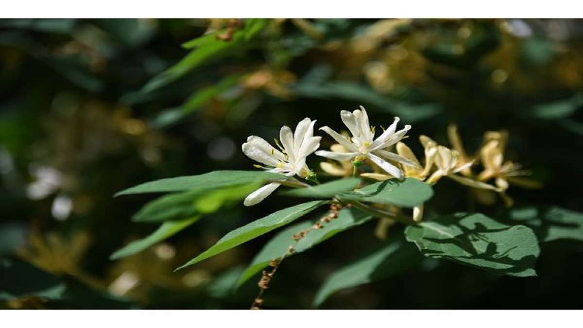 6 Sciencebacked Health Benefits Of Honeysuckle, Uses And Side Effects