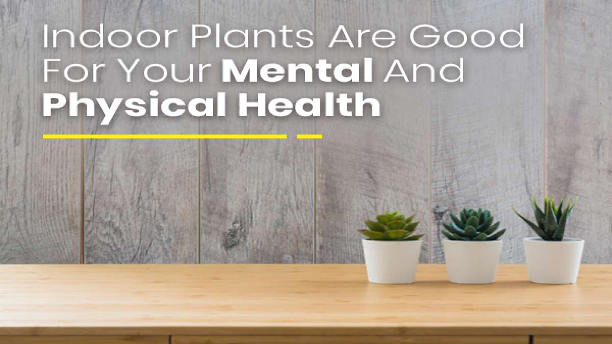 Did You Know That Indoor Plants Are Good For Your Mental And Physical