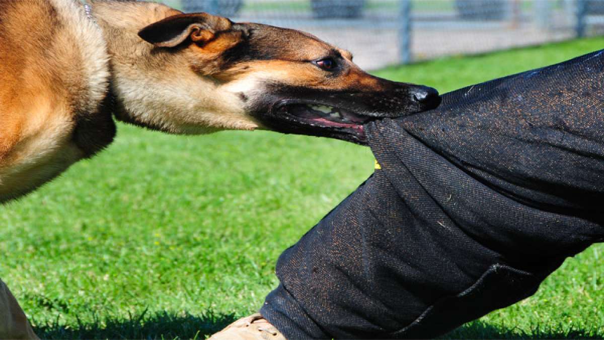 Can A Small Dog Bite Cause Rabies