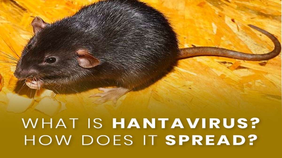 Hantavirus What Are The Symptoms? How Does It Spread? Everything You