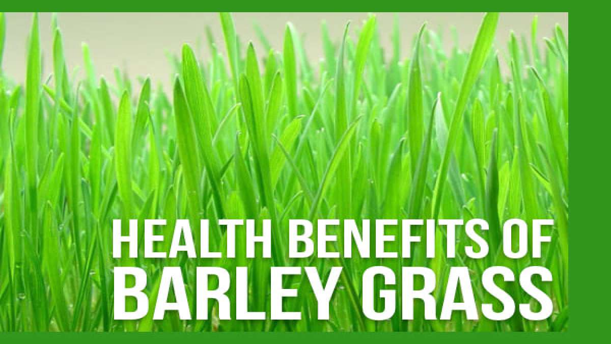 barley-grass-powder