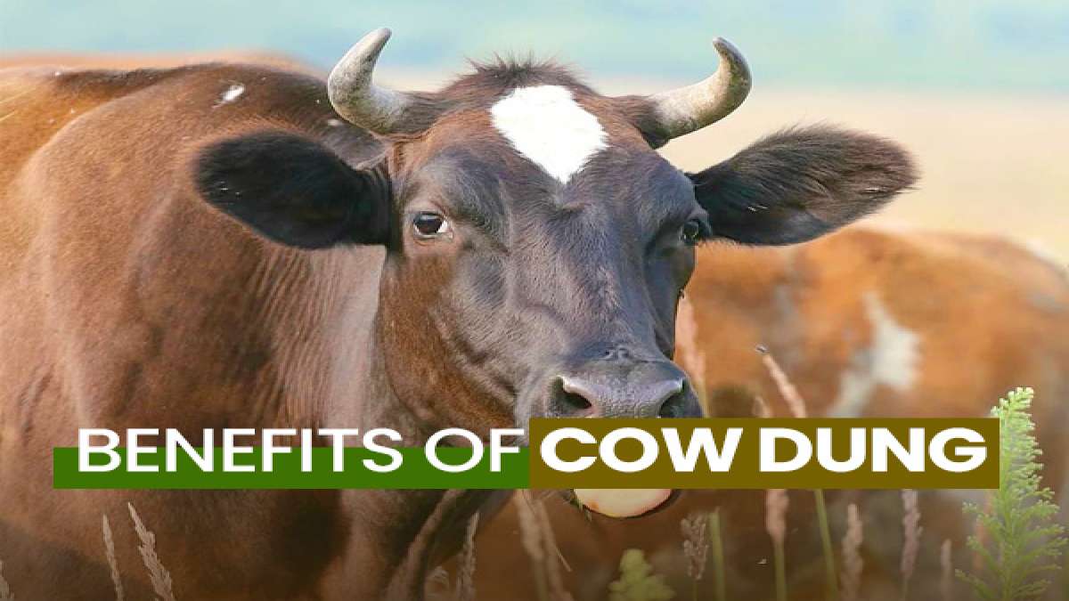 Benefits And Uses Of Cow Dung