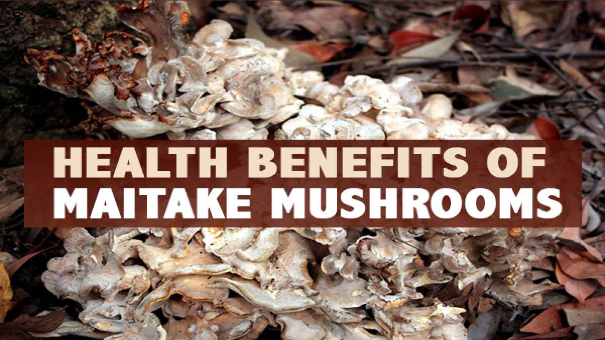 Maitake Mushroom Nutrition, Health Benefits, Side Effects and Recipe