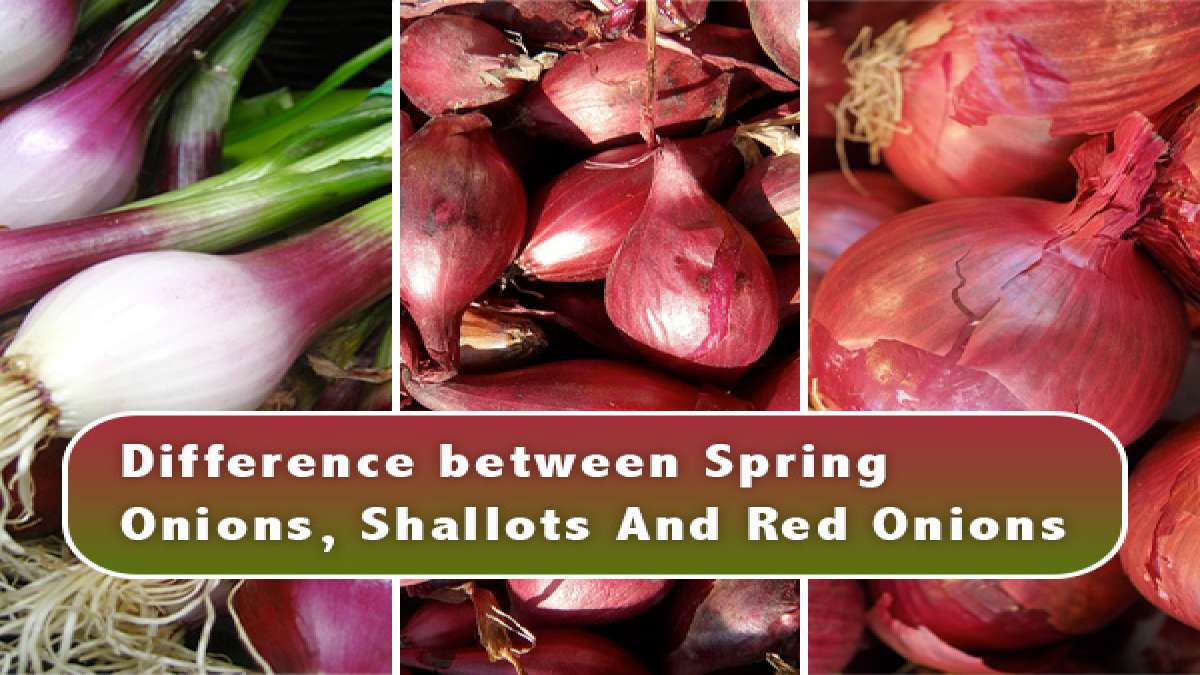 Difference Between Spring Onions, Shallots And Red Onions Which Is