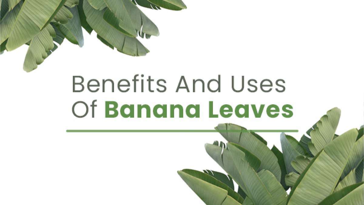 What Are The Medicinal Benefits And Traditional Uses Of Banana Leaves