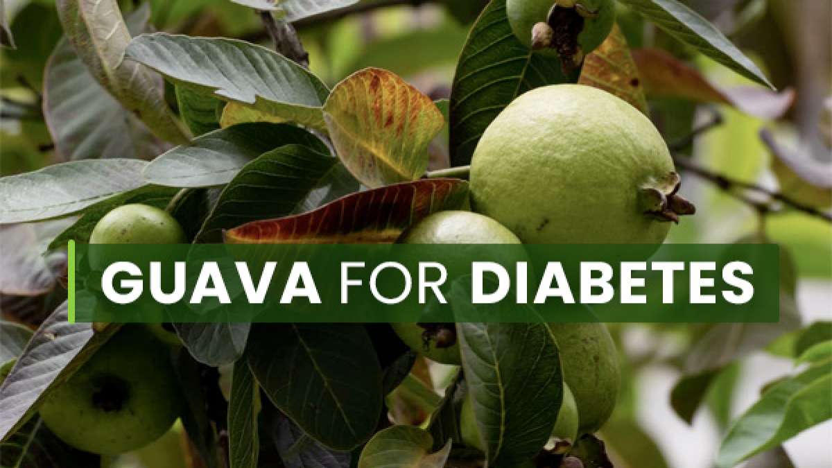 Guava Fruit And Leaves For People With Diabetes Are They Healthy