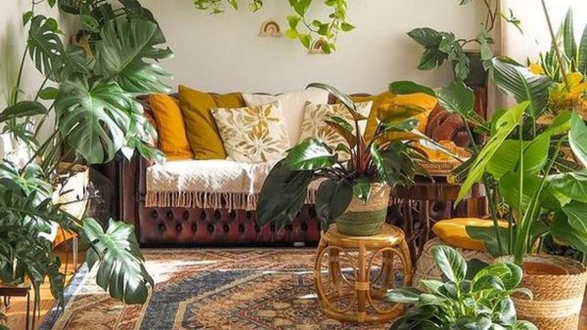 How To Choose House Plants 4 Expert Tips