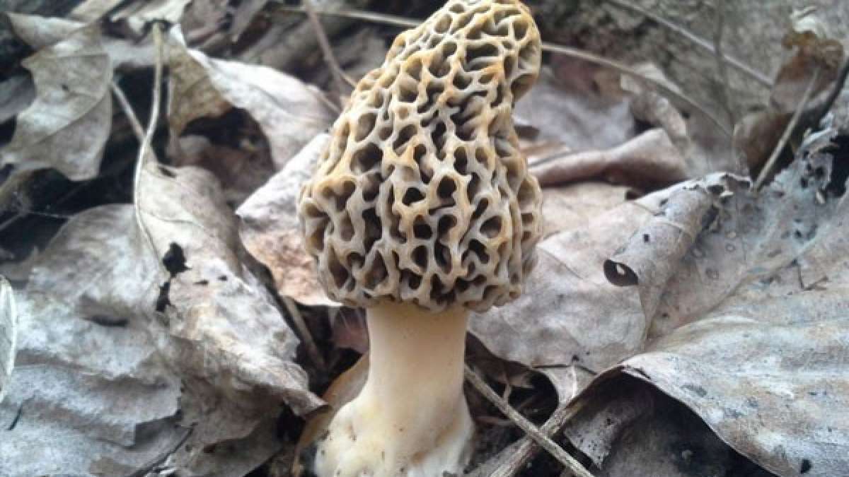 10 EvidenceBased Health Benefits Of Morel Mushrooms