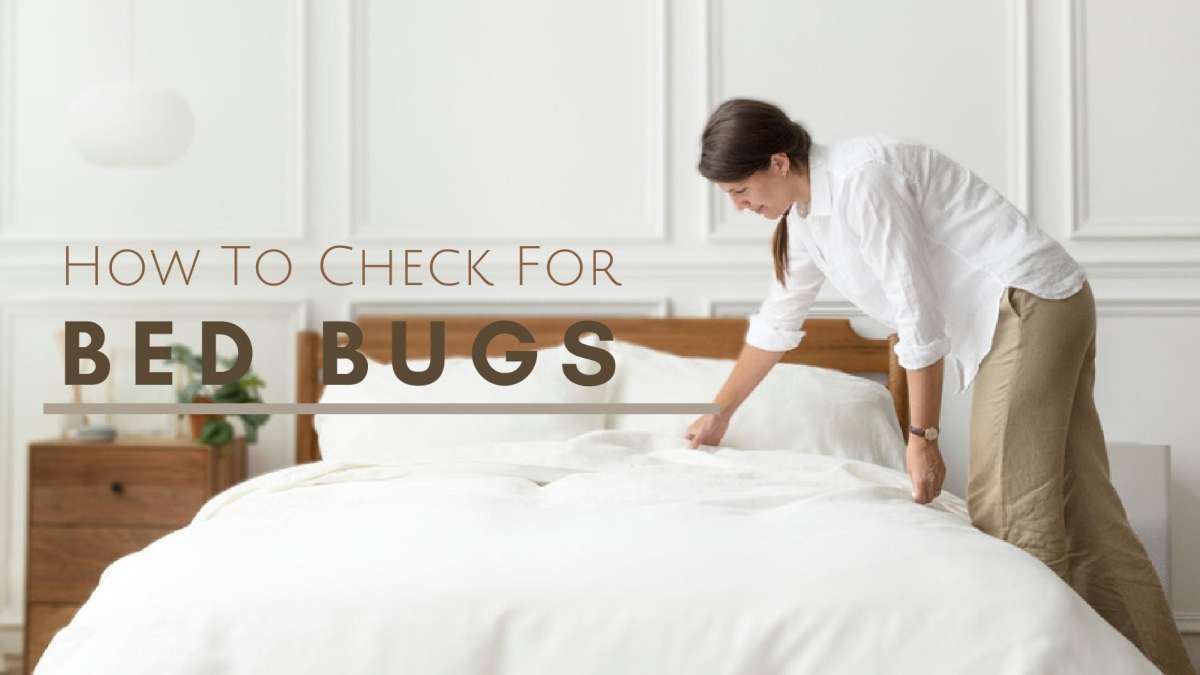 How To Check For Bed Bugs In Hotel Rooms