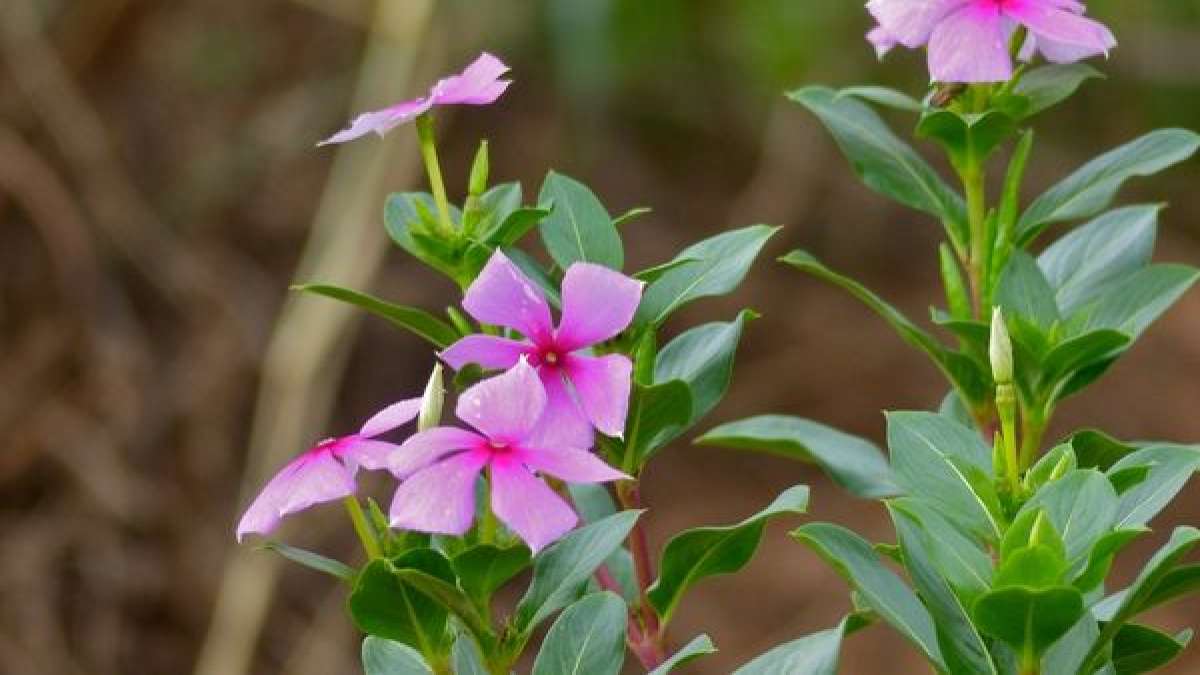 Madagascar Periwinkle And Its Astounding Benefits For Diabetes, High BP