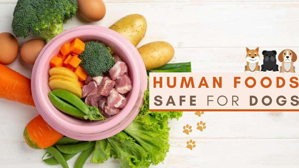 List Of Human Foods That Are Safe For Dogs