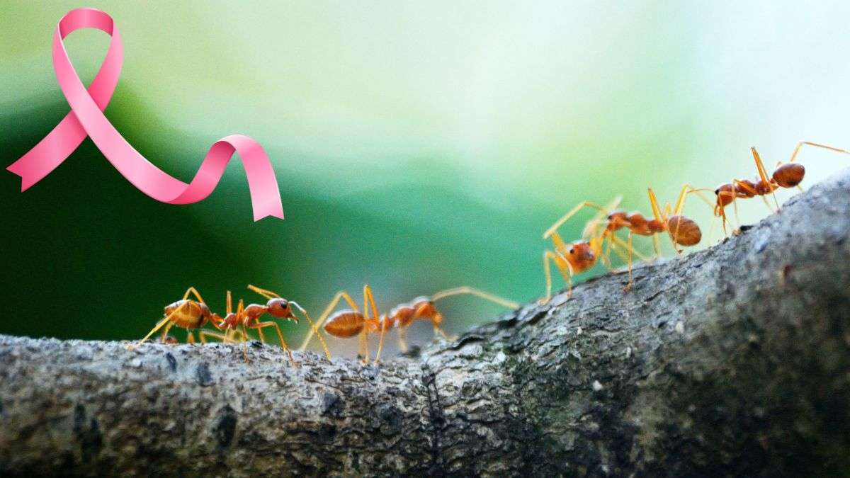 Can Ants Detect Cancer In Urine? How?