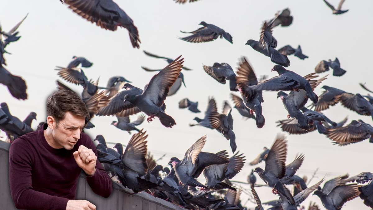 Pigeon Poop Can Lead To Health Hazards In Asthma Patients In Bengaluru