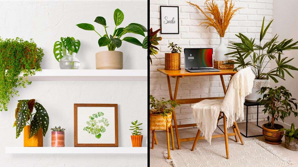 Placement Ideas For Indoor Plants To Elevate Your Home - Boldsky.com
