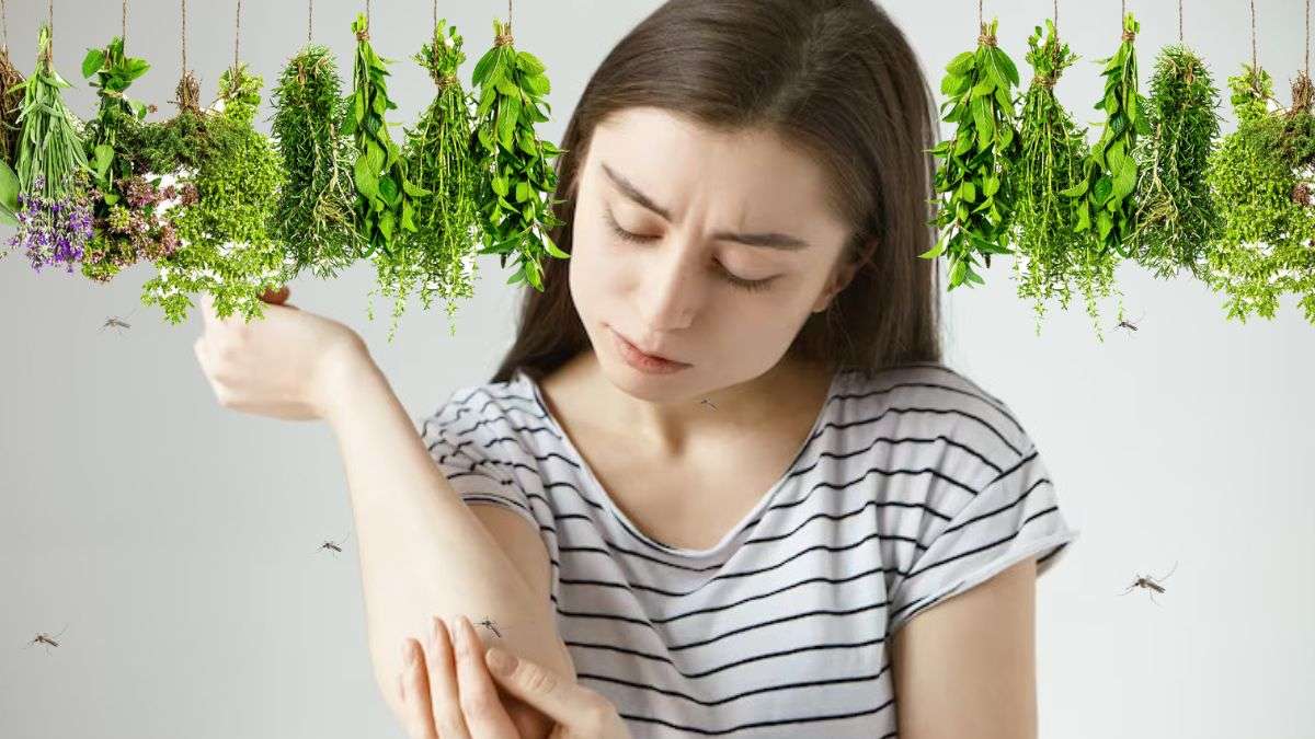 National Dengue Day Indian Herbs That Repel Mosquitoes; How To Use