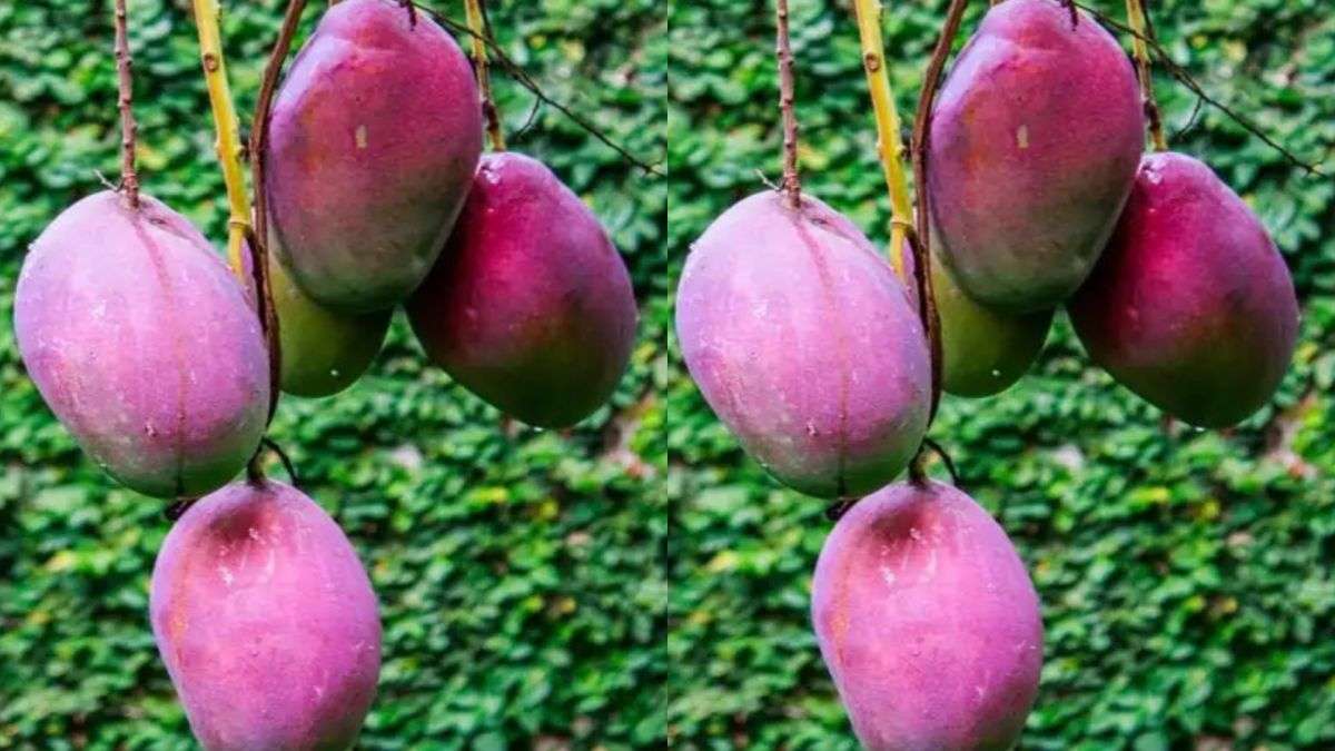 Miyazaki Guess The Price Of World's Costliest Mango, It Is Mind