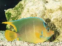 The Concealed Fish - Boldsky.com