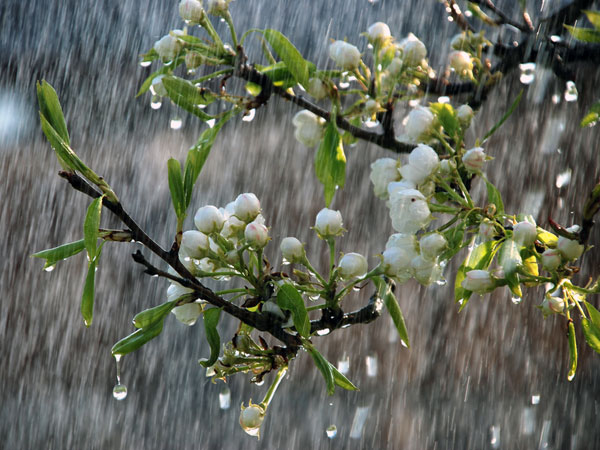 Ways To Use Rains For Your Garden - Boldsky.com