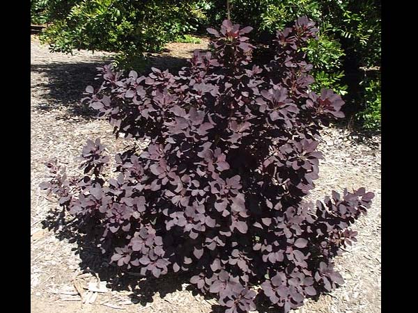 10 Garden Plants With Red Leaves Boldsky Com