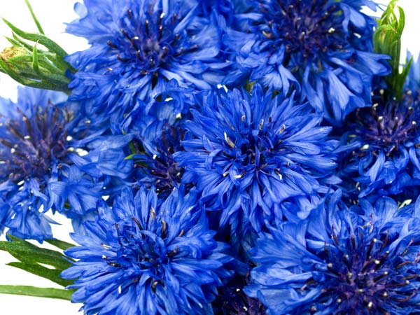 10 Edible Flowers That Are Nutritious - Boldsky.com