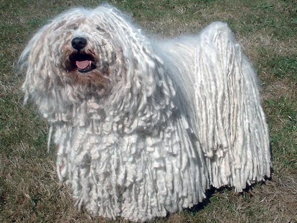 Poodles Only Dog Breed To Have Hair Not Fur Poodles Only Dog Breed To Have Hair Not Fur