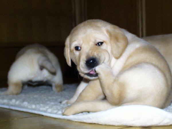 cutest puppy breeds