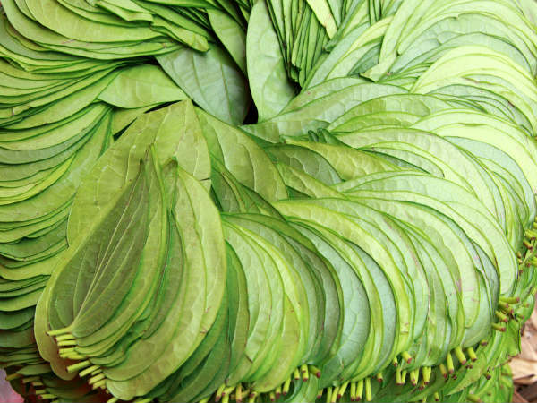 Health Benefits Of Betel Leaves