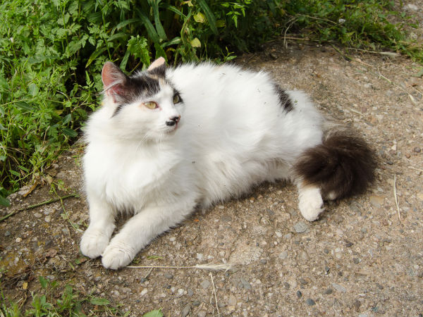 What The Cats Nipples Should Look Like During Pregnancy What The Cats Nipples Should Look Like During Pregnancy