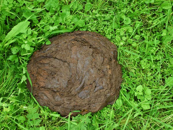 How To Kill Rats At Home Naturally How To Kill Rats At Home Naturally