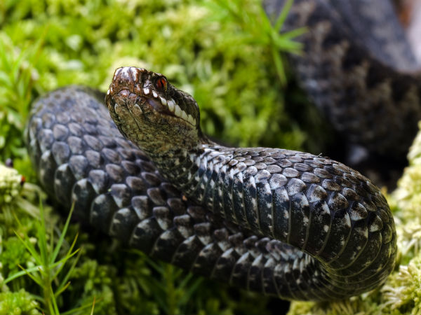 7 Deadliest Snakes In The World