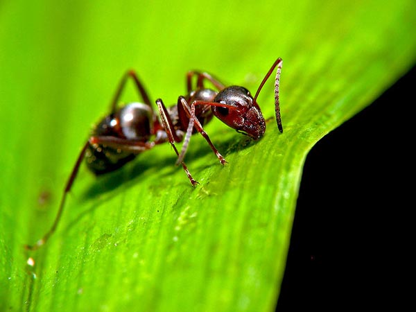 Benefits Of Having Ants In Your Garden Boldsky Benefits Of Having Ants In Your Garden