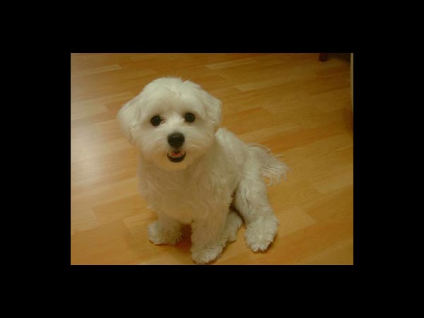 Can A Dog Get Sick From Barking Too Much Can A Dog Get Sick From Barking Too Much