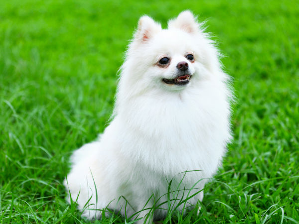 how much should a pomeranian weigh maintenance tips for a pomeranian boldsky how much should a pomeranian weigh maintenance tips for a pomeranian boldsky