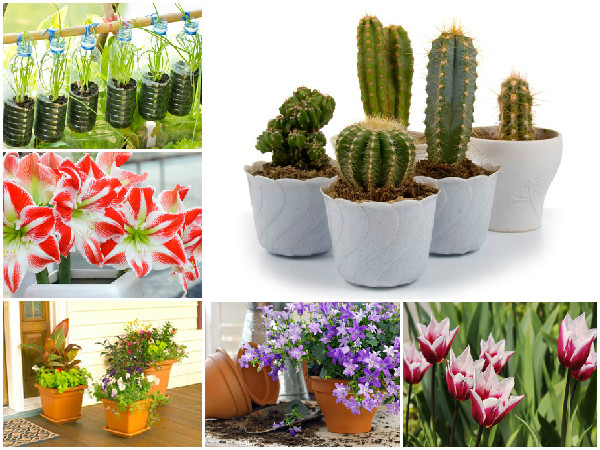 15 Indoor Garden Plant Ideas - Boldsky.com
