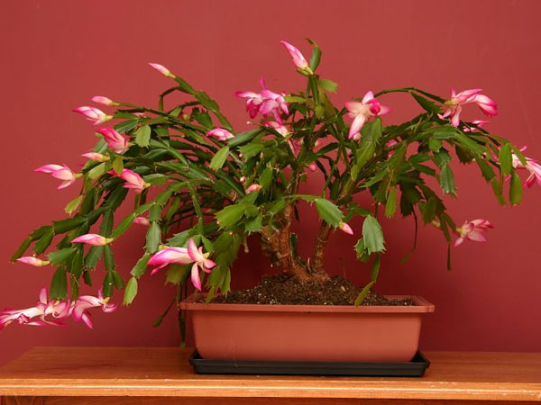 Tips To Grow Plants Indoors Boldsky Tips To Grow Indoor Plants Care And Maintenance How For