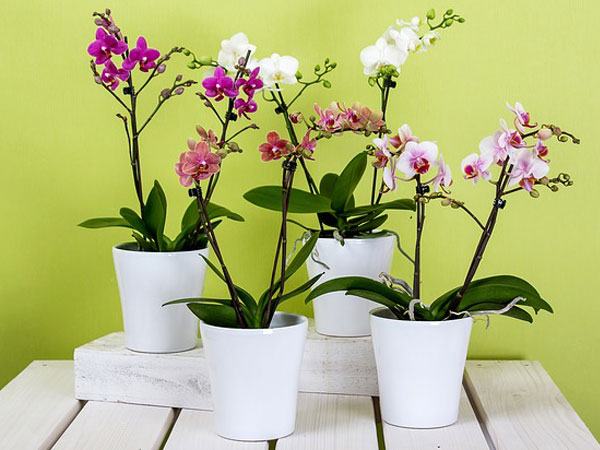 Tips To Take Care Of Orchid Plants Boldsky Orchid Plants Care Instructions Tips For Ways To