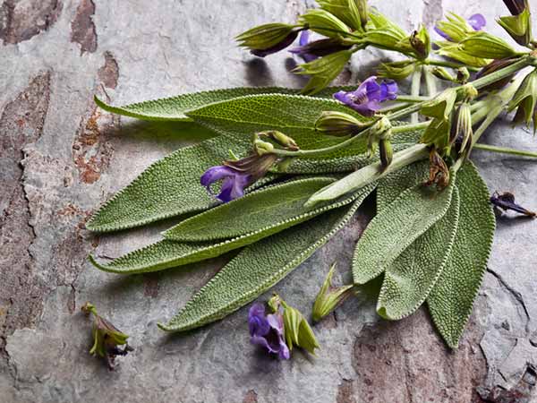 Herbs That Make Your Bath Time Worth It! - Boldsky.com
