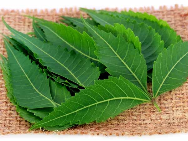 Benefits Of Neem Leaf