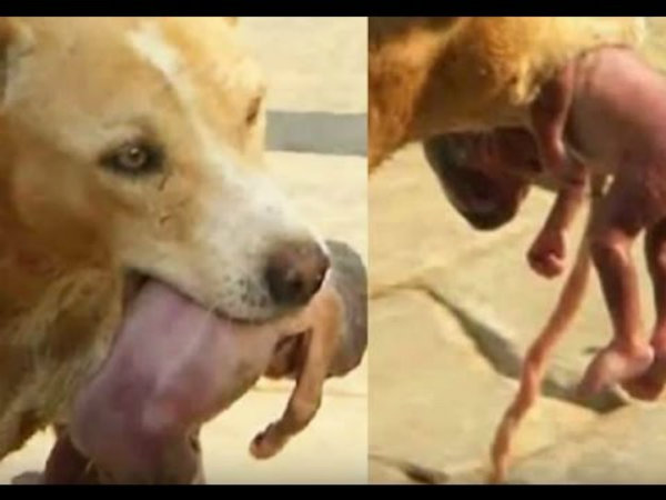 Dogs One Day Stray X Dogs One Day Stray X