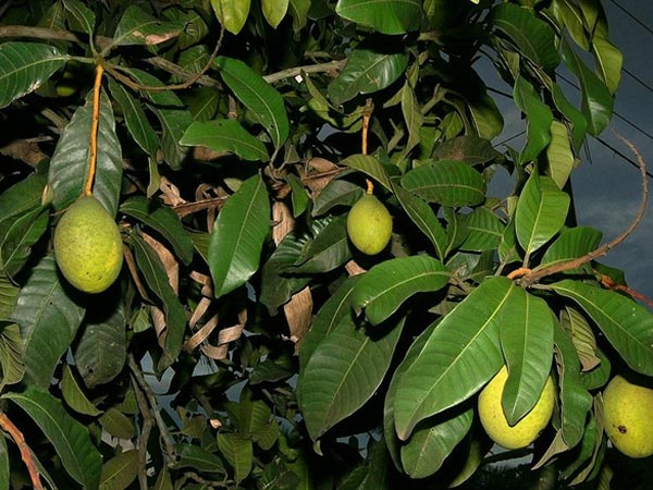 Diabetes Try This Quick Remedy Boldsky