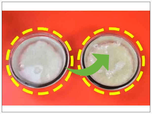 Beware Of Plastic Rice: How To Identify Plastic Rice - Boldsky.com