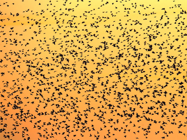 Array