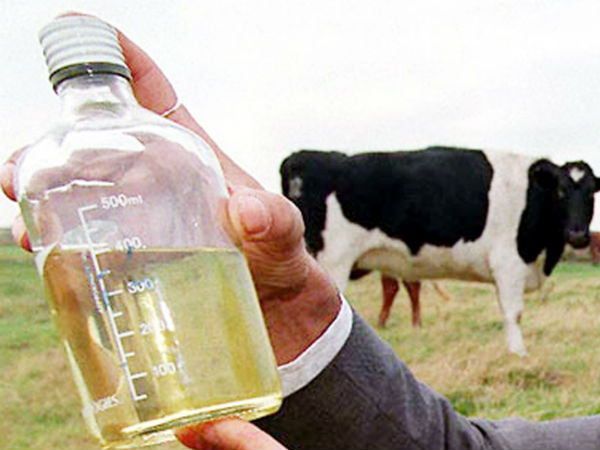 Image result for cow urine drink