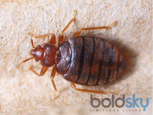 How Bed Bugs Harm Your Health! - Boldsky.com