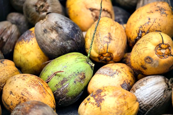 Myths Busted: Health Benefits of Coconut Oil - Boldsky.com