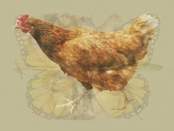 Ayam