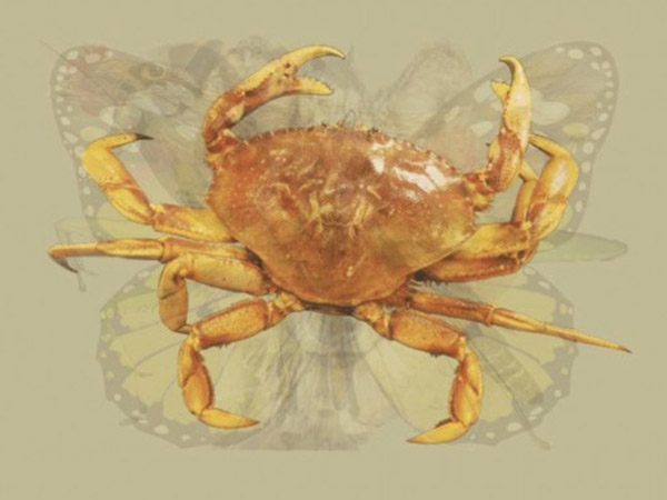 Kepiting