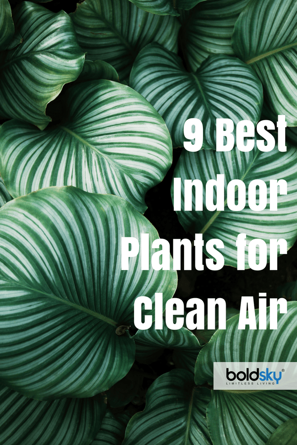 Benefits Of Having Plants In Your Bedroom + 9 Best Indoor Plants For